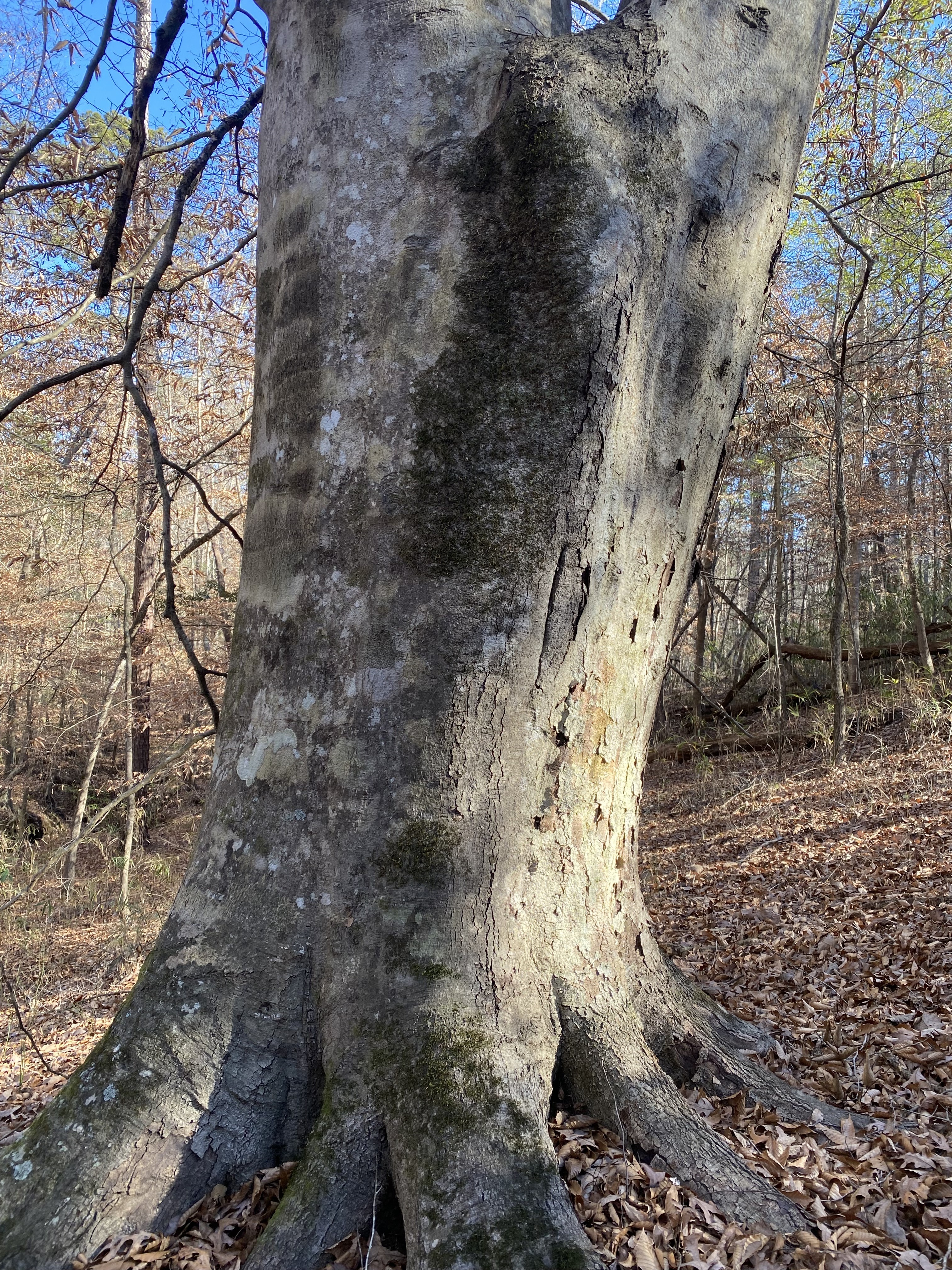 Hardwood for Native American style flutes