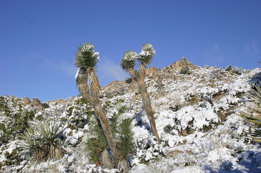 Snow capped trees near John's workshop in Joshua Tree National Forest