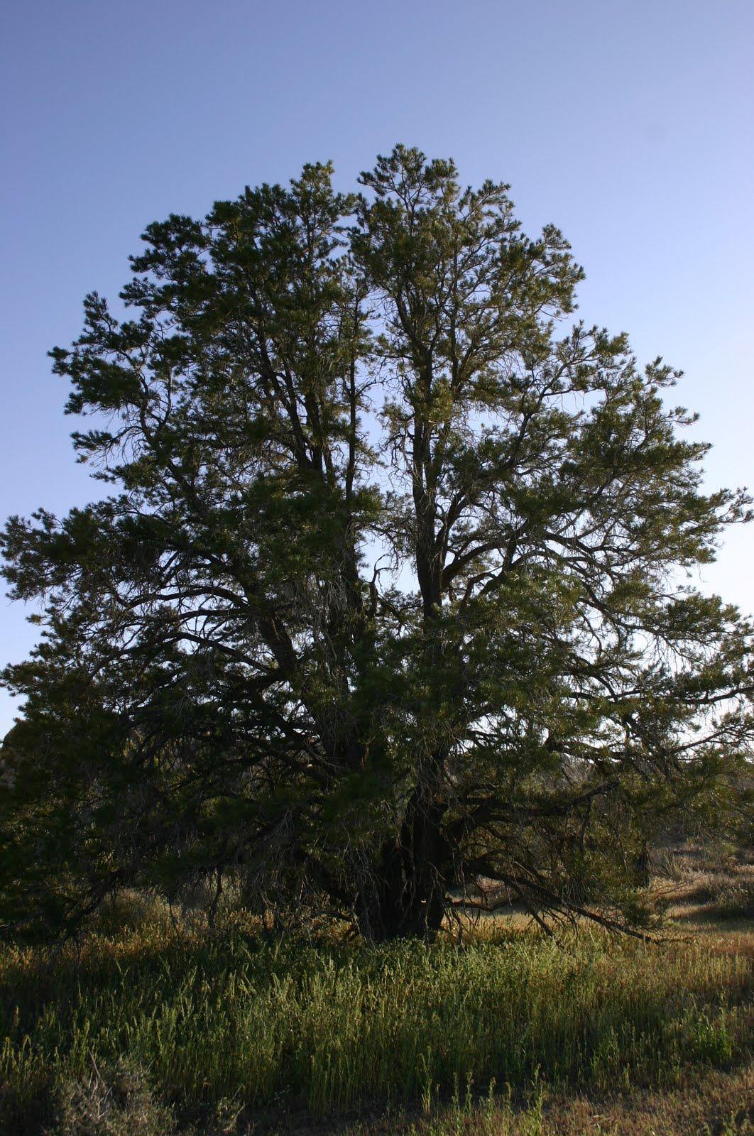 A tree in a field